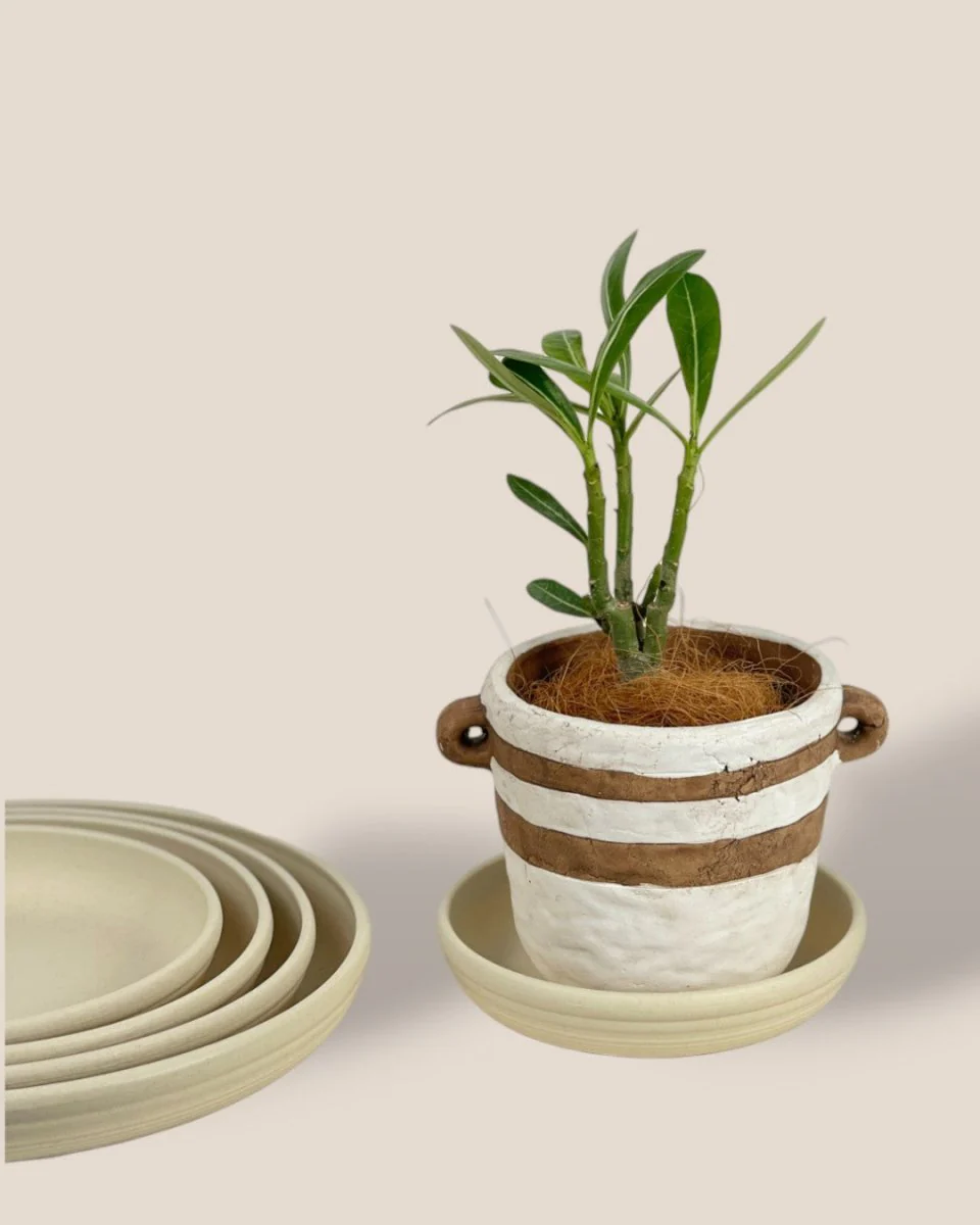 Plant Trays (Cream) - Image 5