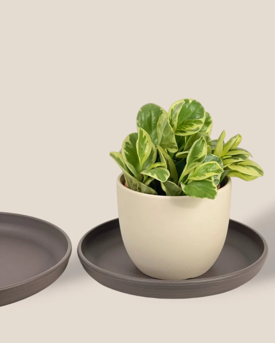 Plant Trays (Grey) - Image 2
