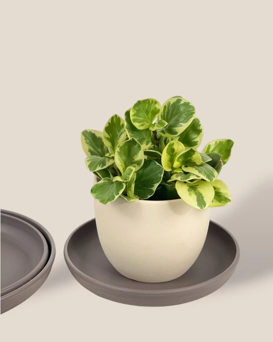 Plant Trays (Grey) - Image 3