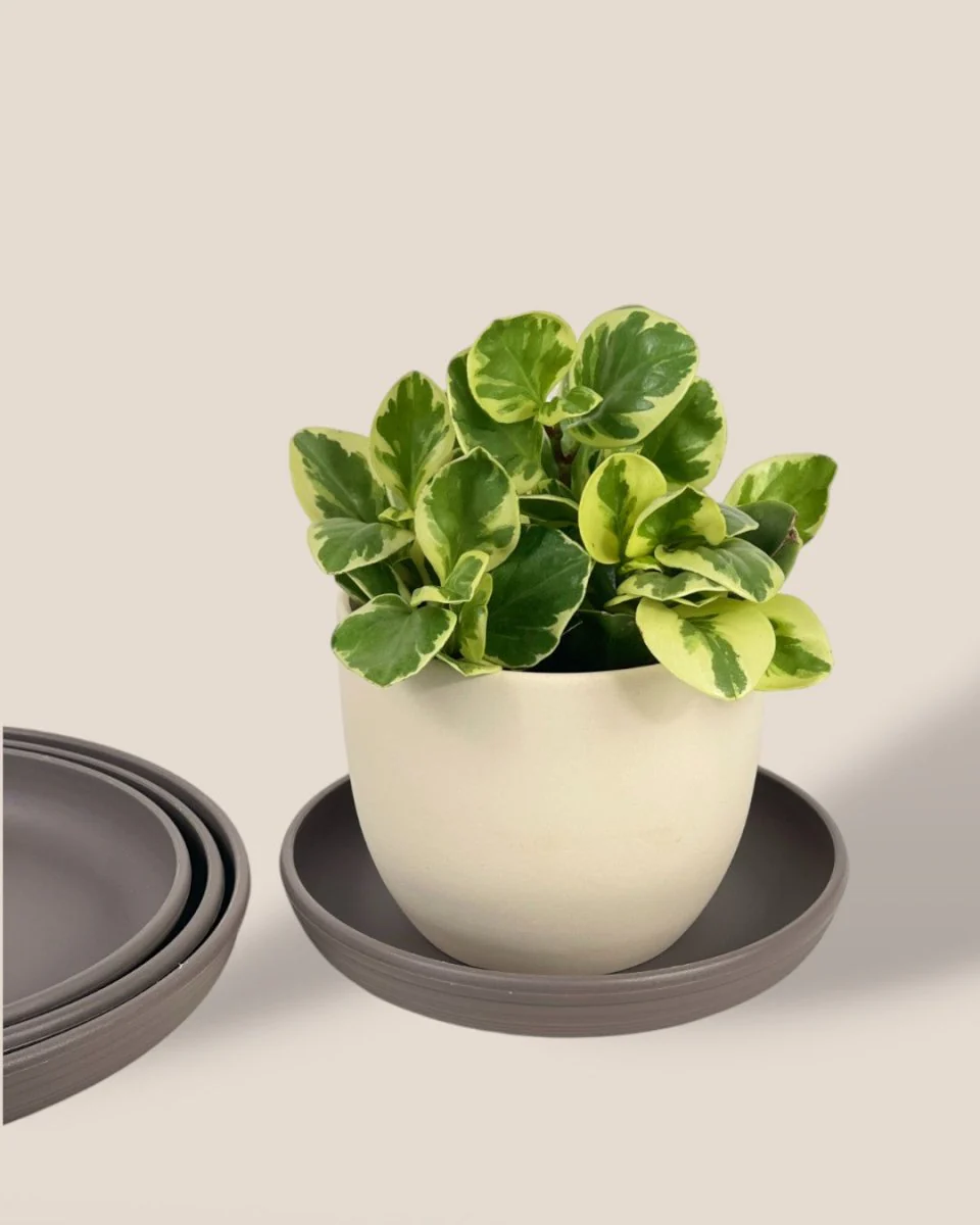 Plant Trays (Grey) - Image 4