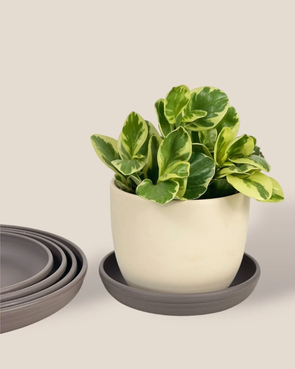 Plant Trays (Grey) - Image 5