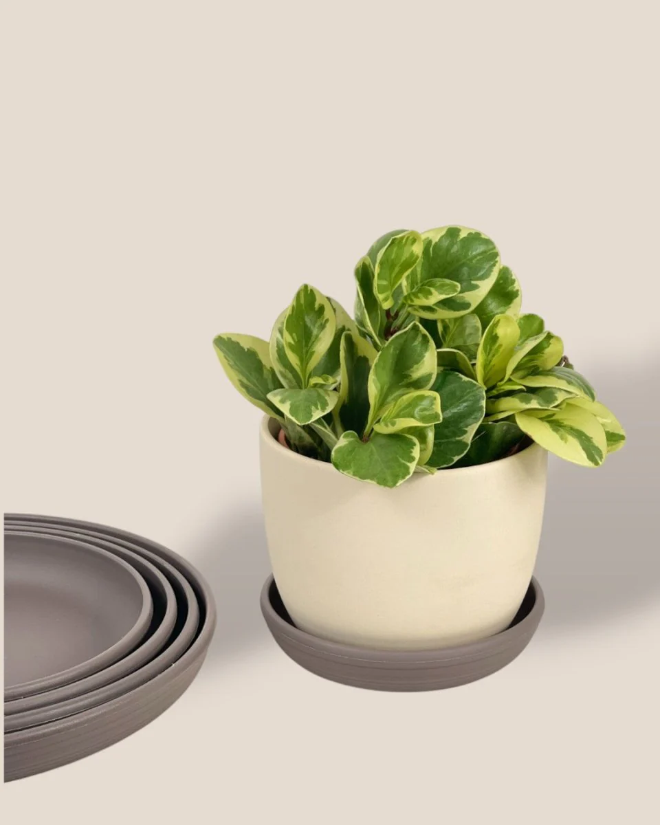 Plant Trays (Grey) - Image 6