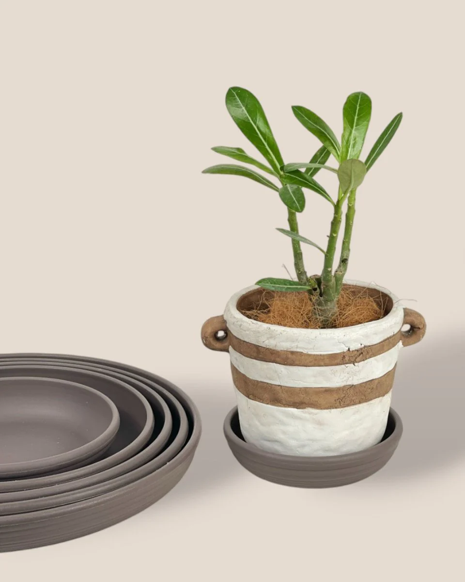 Plant Trays (Grey) - Image 7