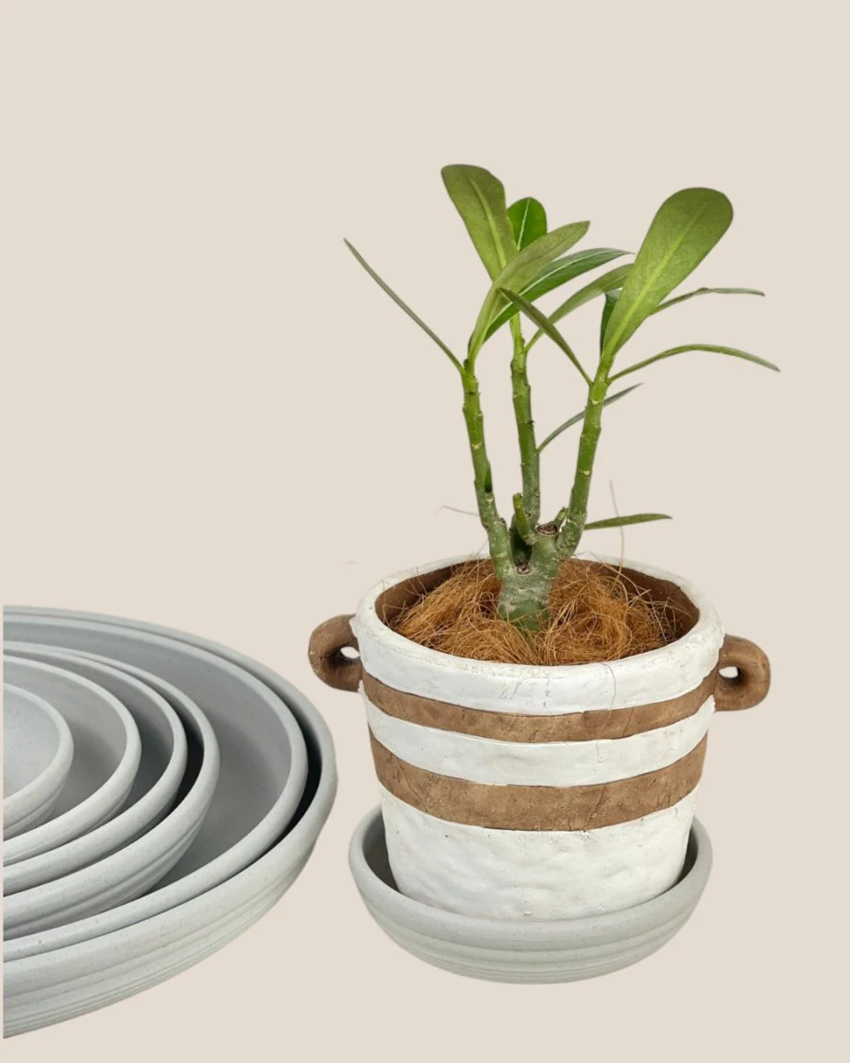 Plant Trays (Off-White) - Image 10