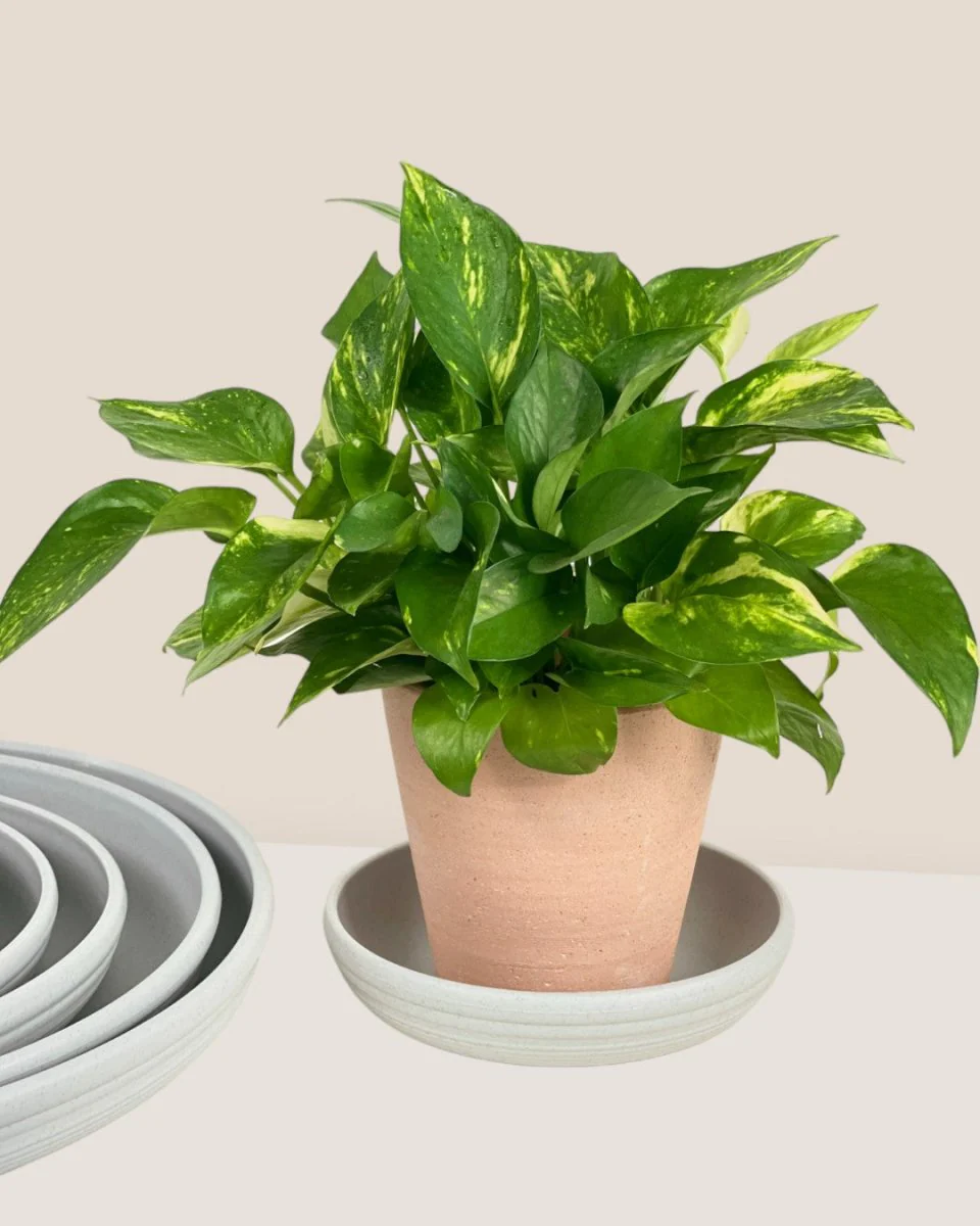 Plant Trays (Off-White) - Image 11