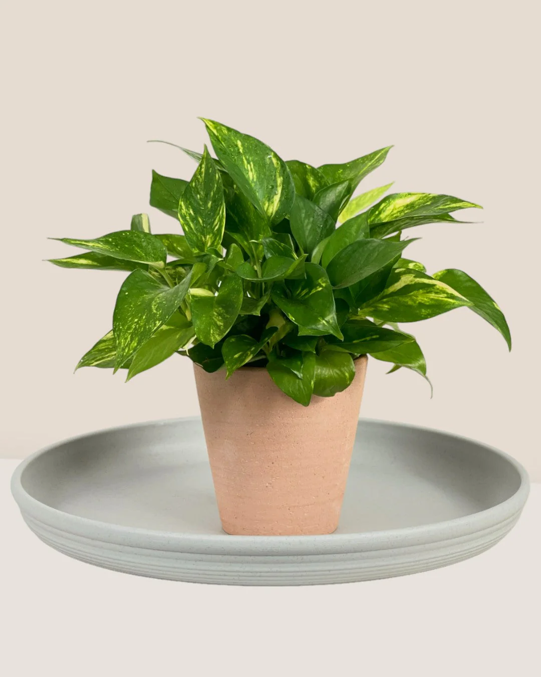 Plant Trays (Off-White) - Image 2