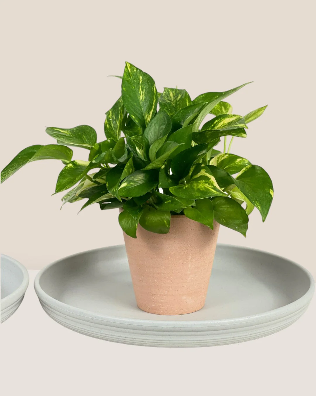 Plant Trays (Off-White) - Image 3