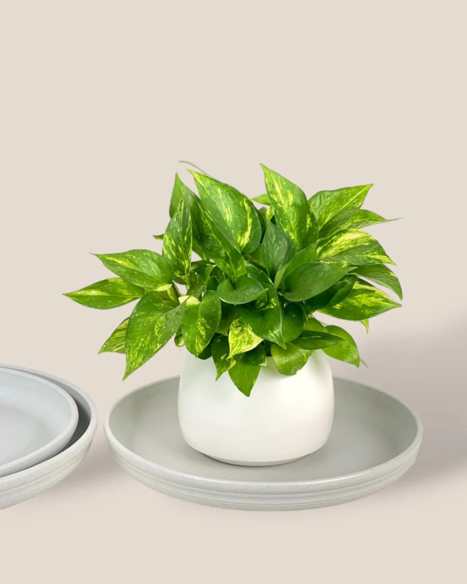 Plant Trays (Off-White) - Image 4