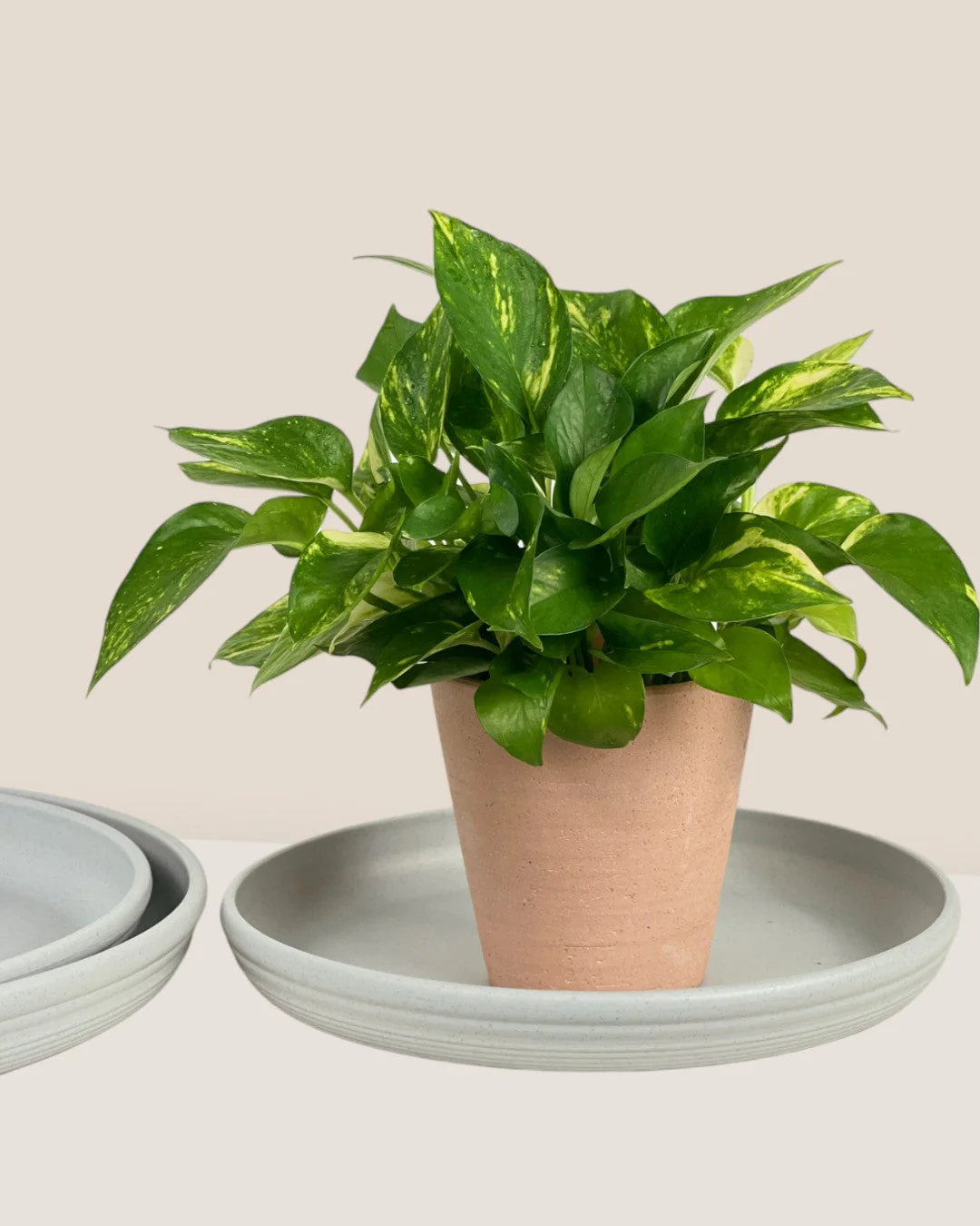Plant Trays (Off-White) - Image 5