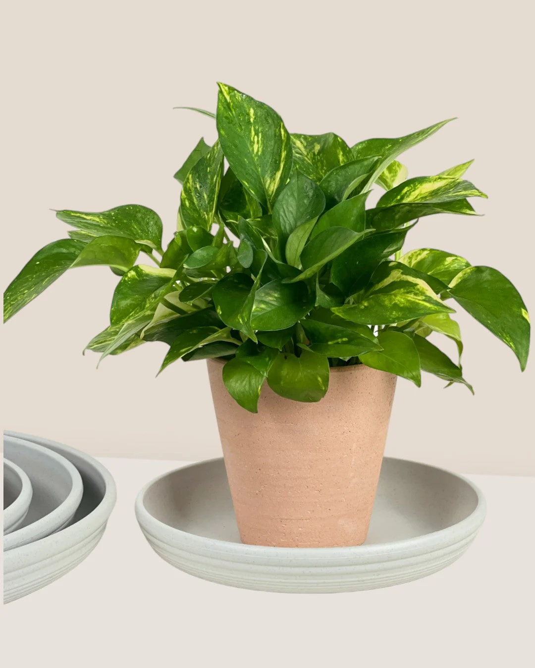 Plant Trays (Off-White) - Image 6
