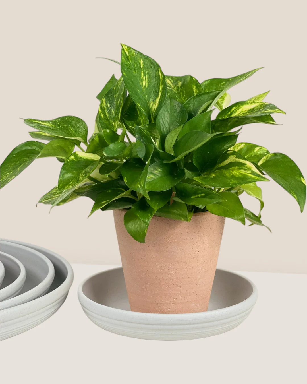 Plant Trays (Off-White) - Image 7