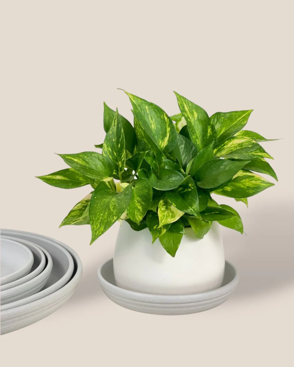Plant Trays (Off-White) - Image 8