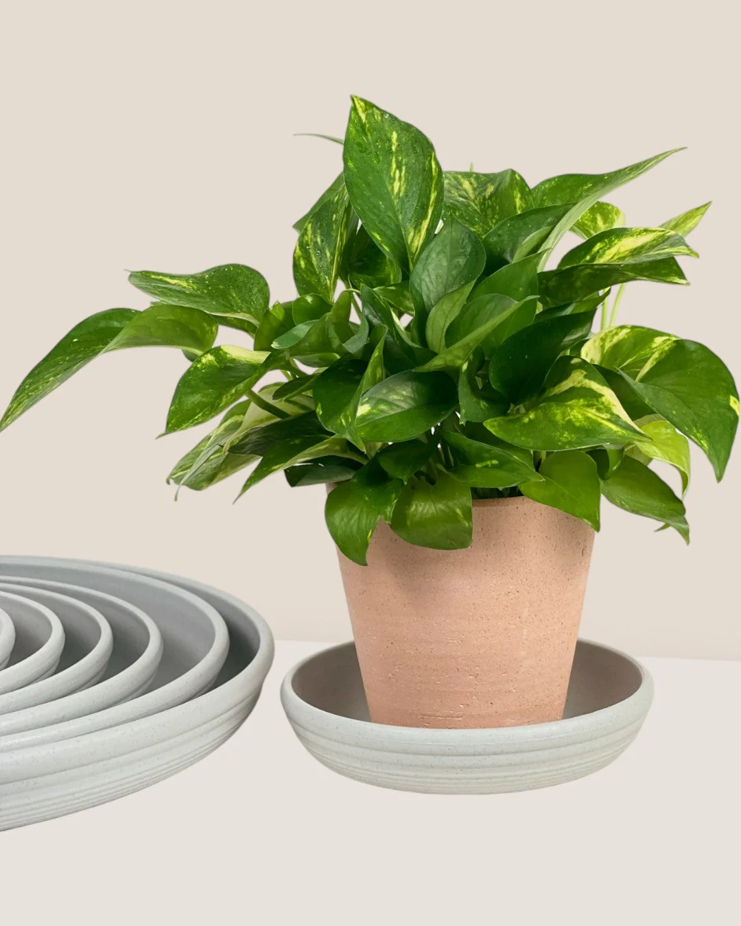 Plant Trays (Off-White) - Image 9