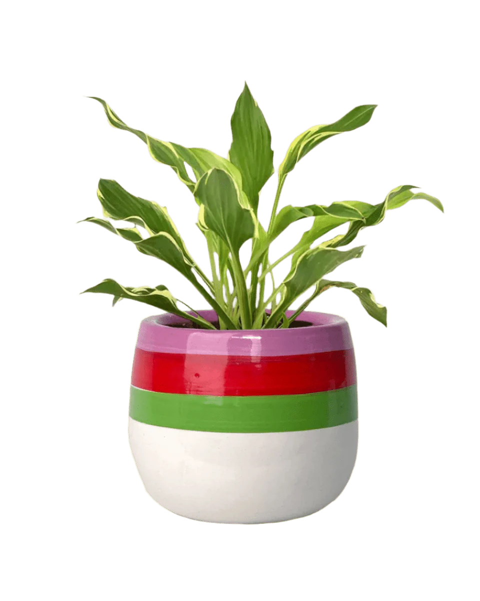 Plantain Lily - Image 10