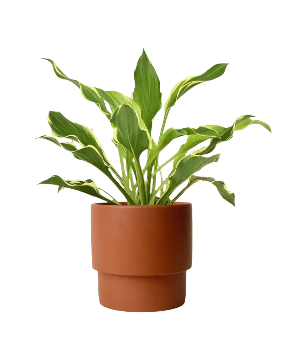 Plantain Lily - Image 11
