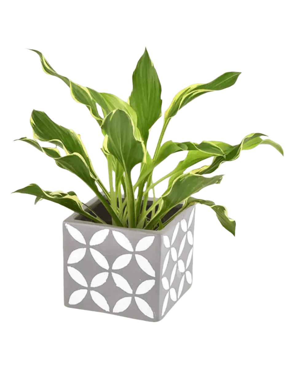 Plantain Lily - Image 12