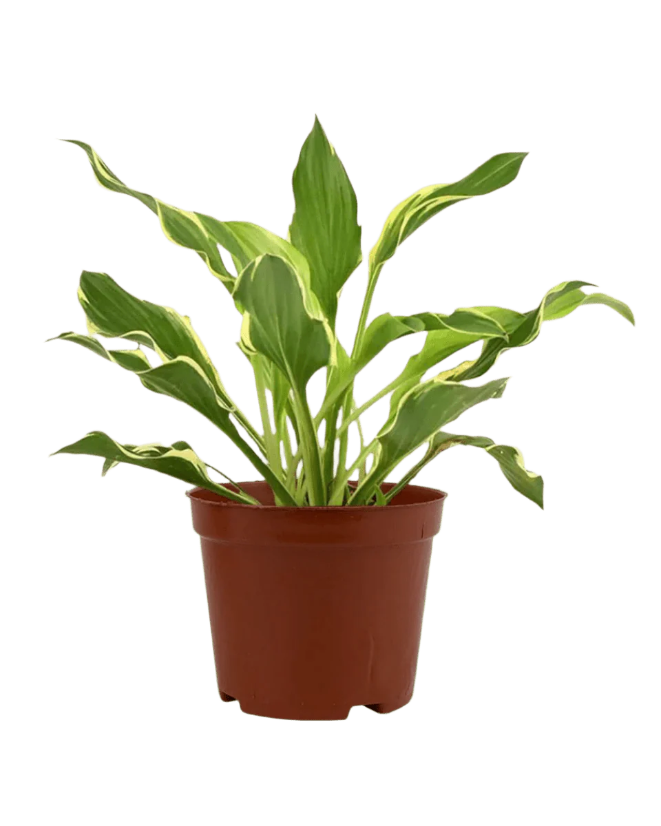 Plantain Lily - Image 13