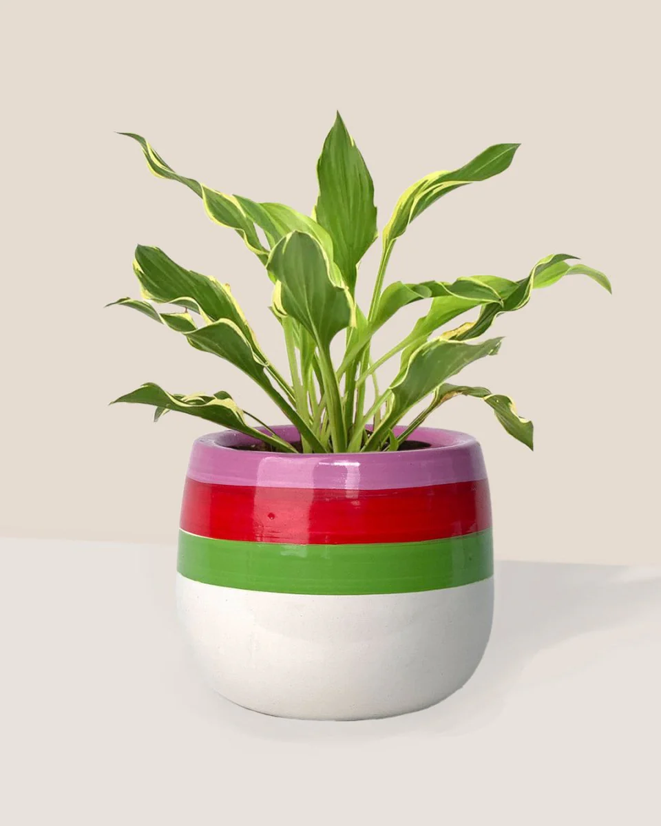 Plantain Lily - Image 3