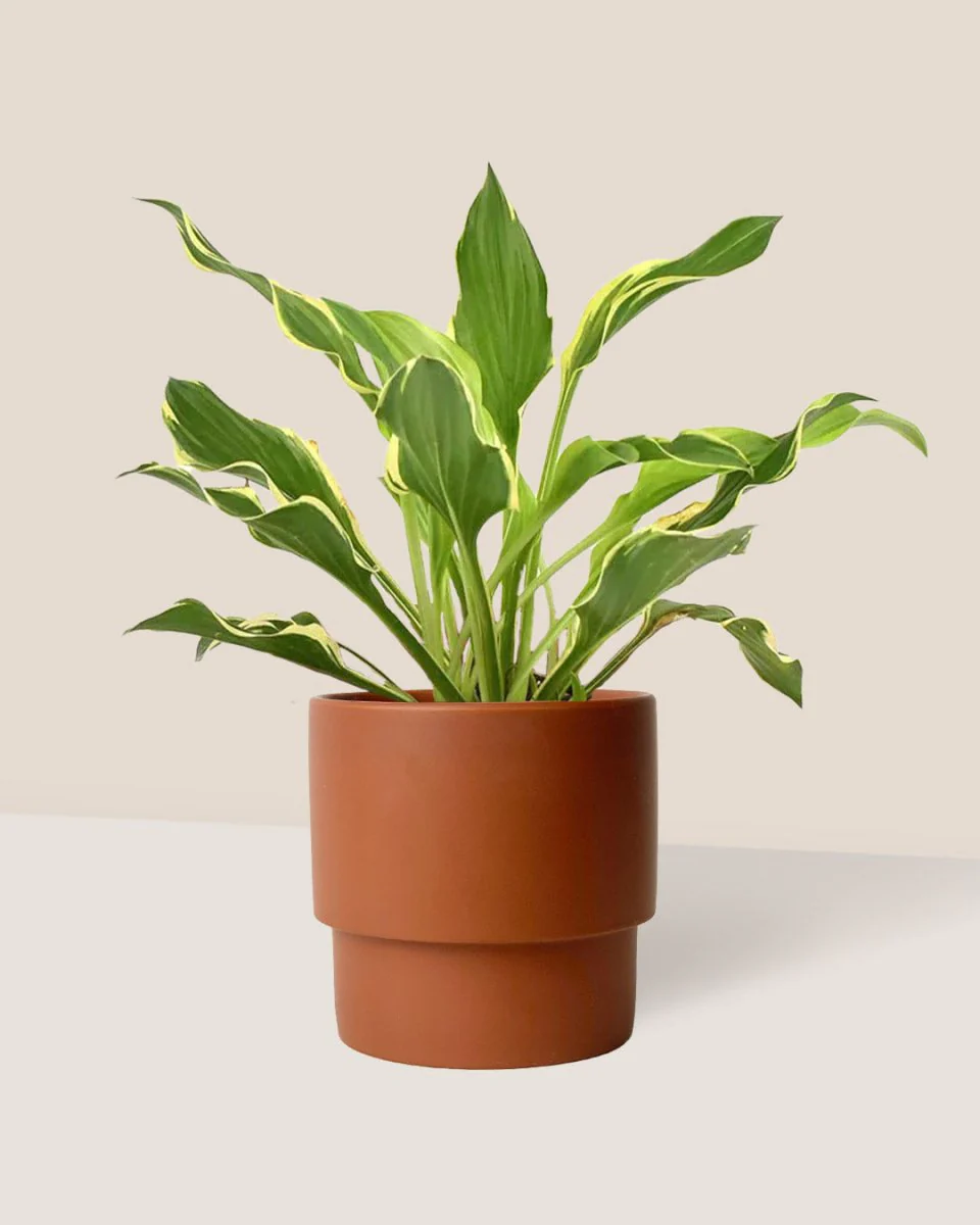 Plantain Lily - Image 4