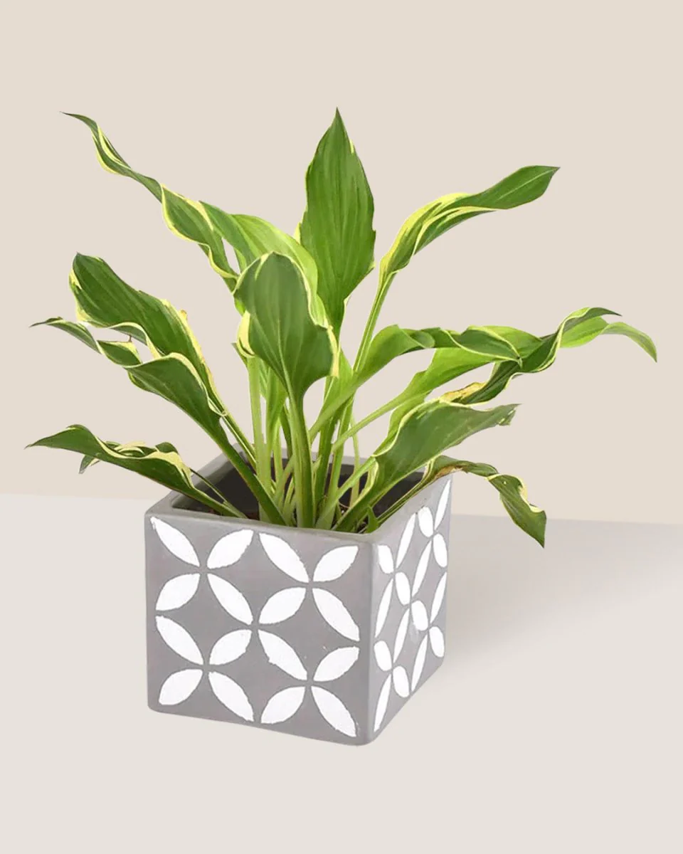 Plantain Lily - Image 5