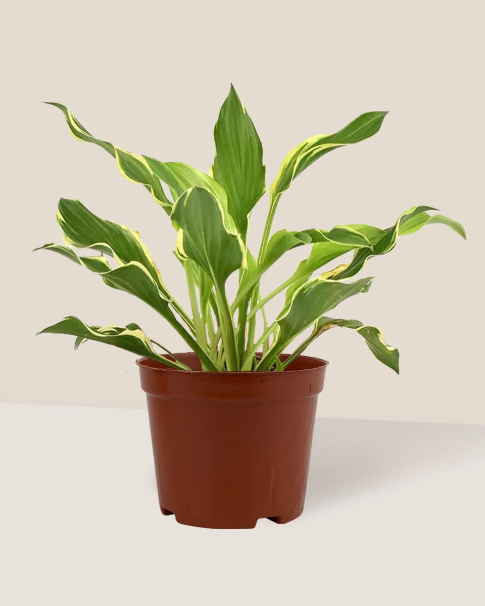 Plantain Lily - Image 6