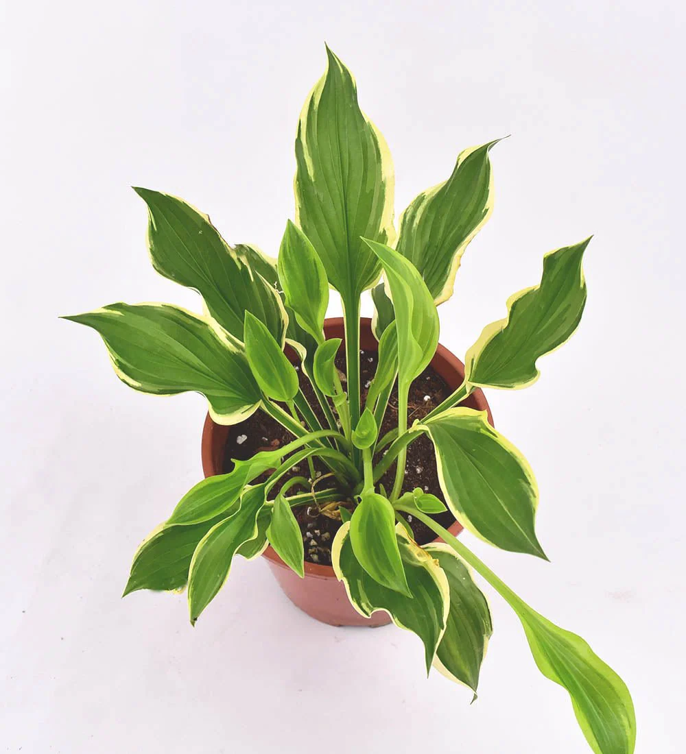 Plantain Lily - Image 7