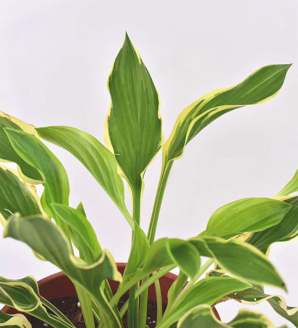 Plantain Lily - Image 8