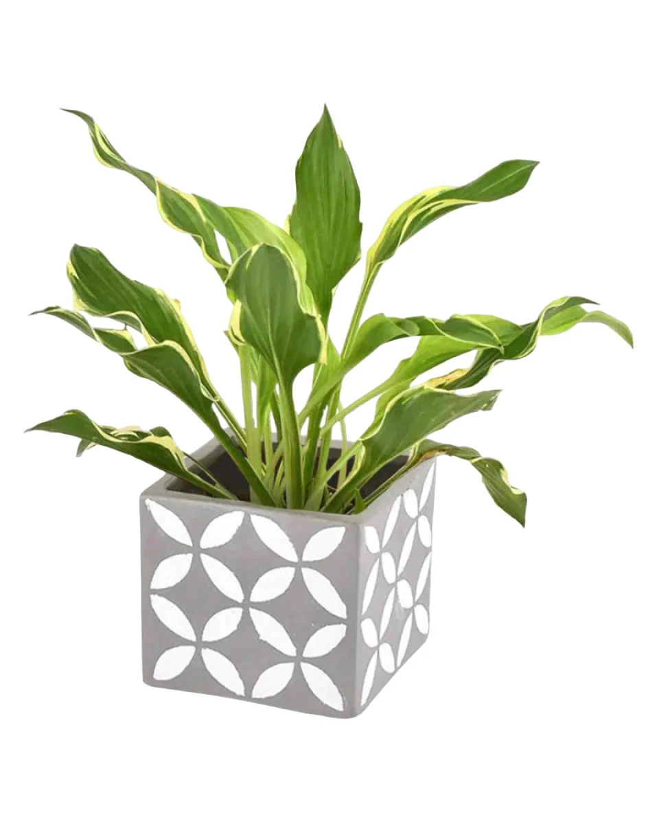 Plantain Lily - Image 9