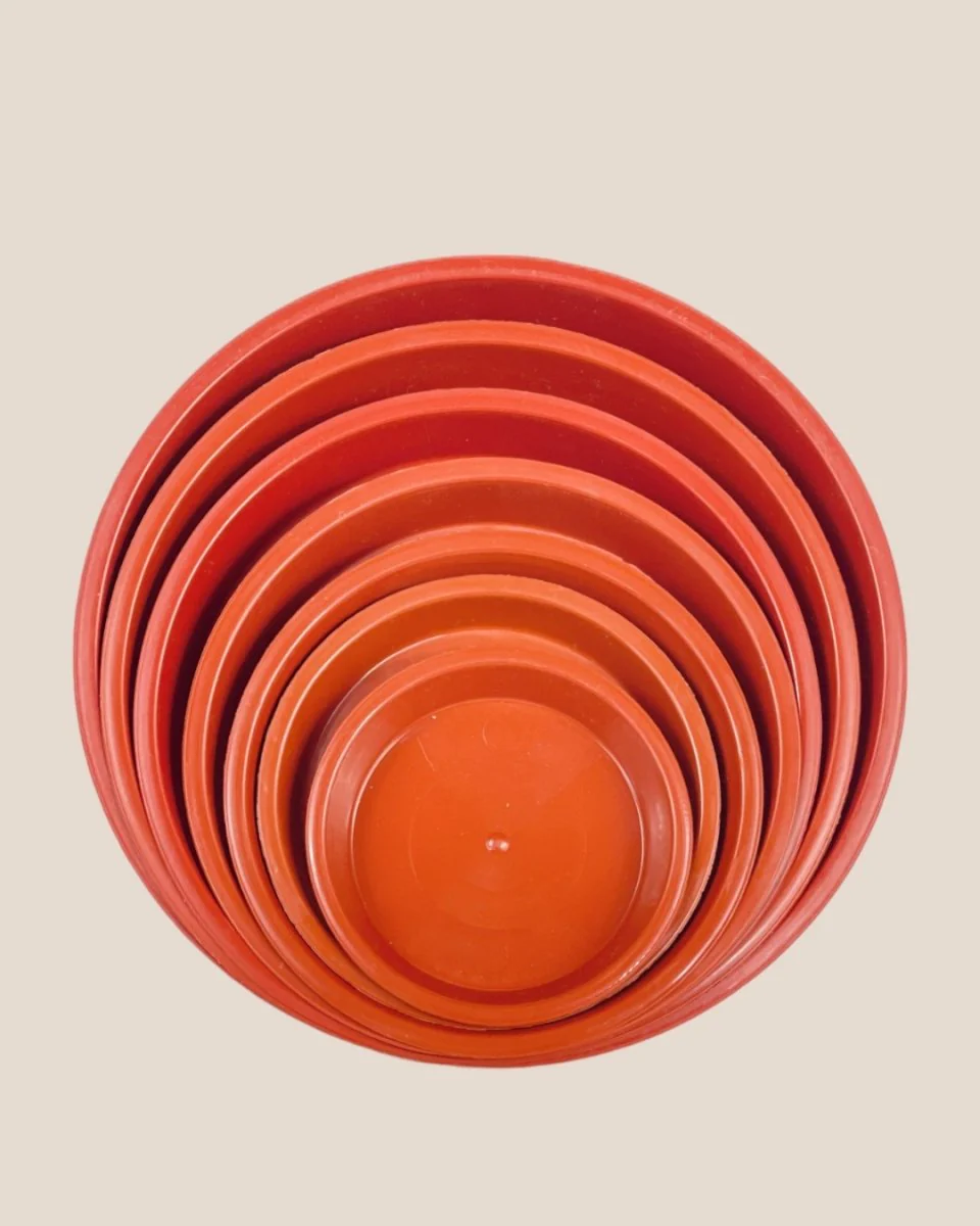 Plastic Tray (Brown) - Image 4