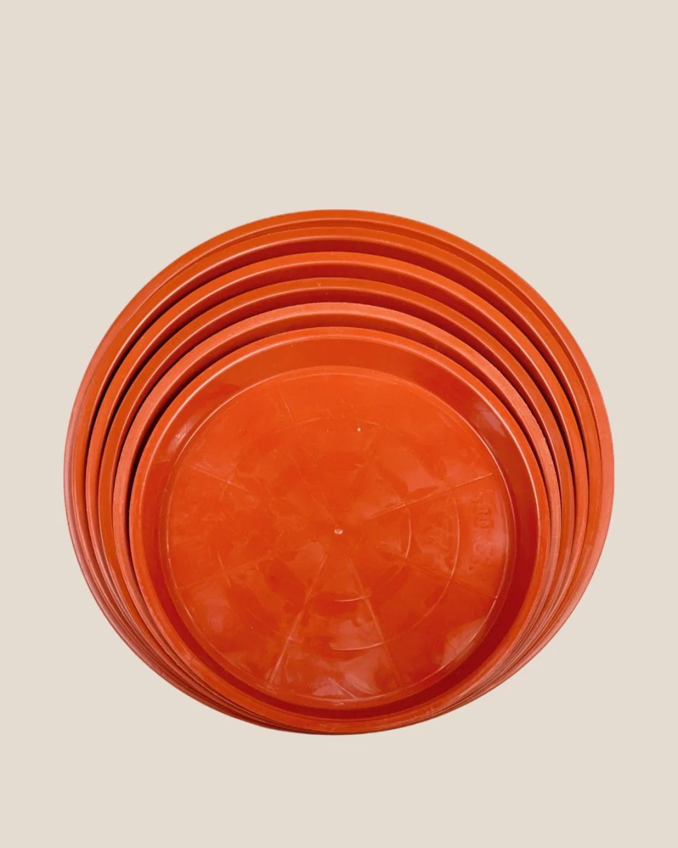 Plastic Tray (Brown) - Image 6