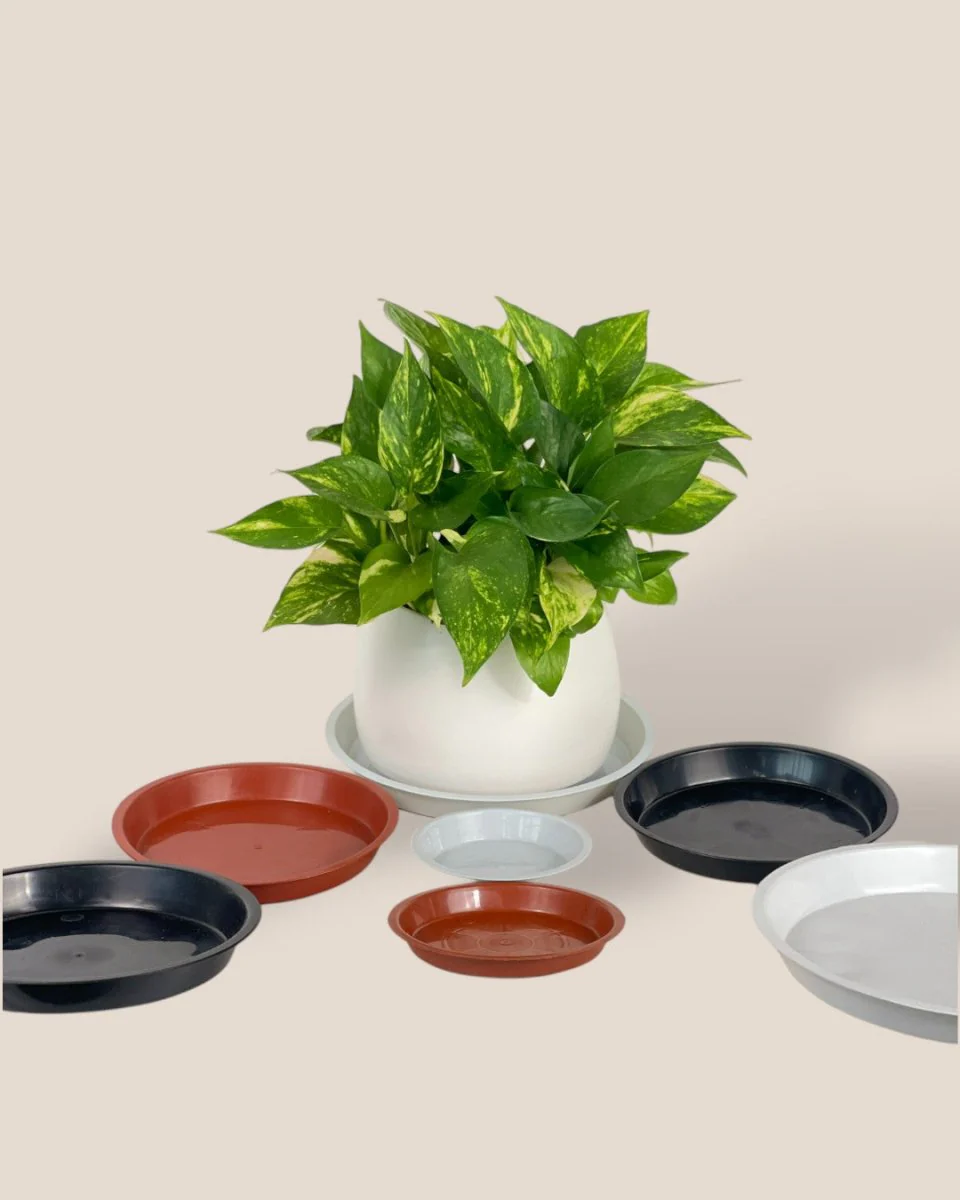 Plastic Tray (White) - Image 3