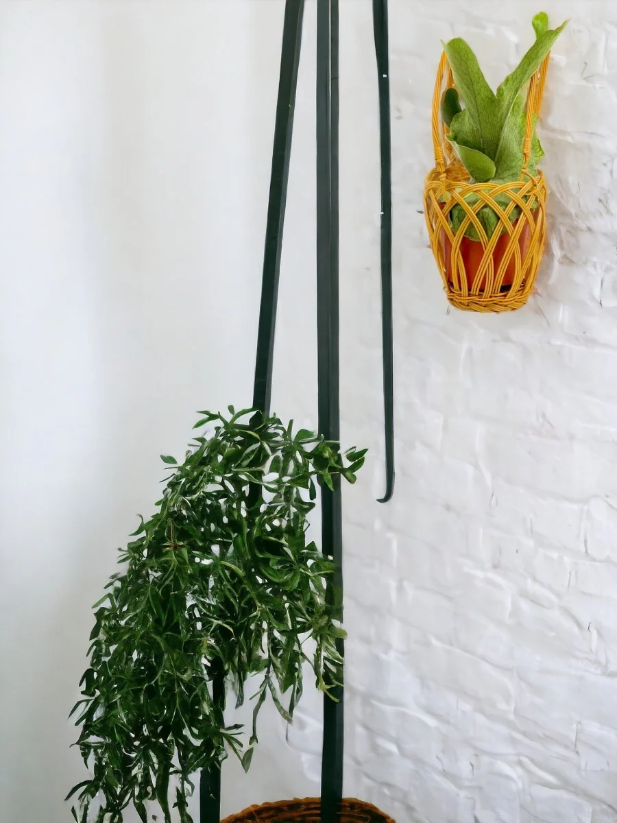 Platycerium Grande (Staghorn Fern) - Image 2