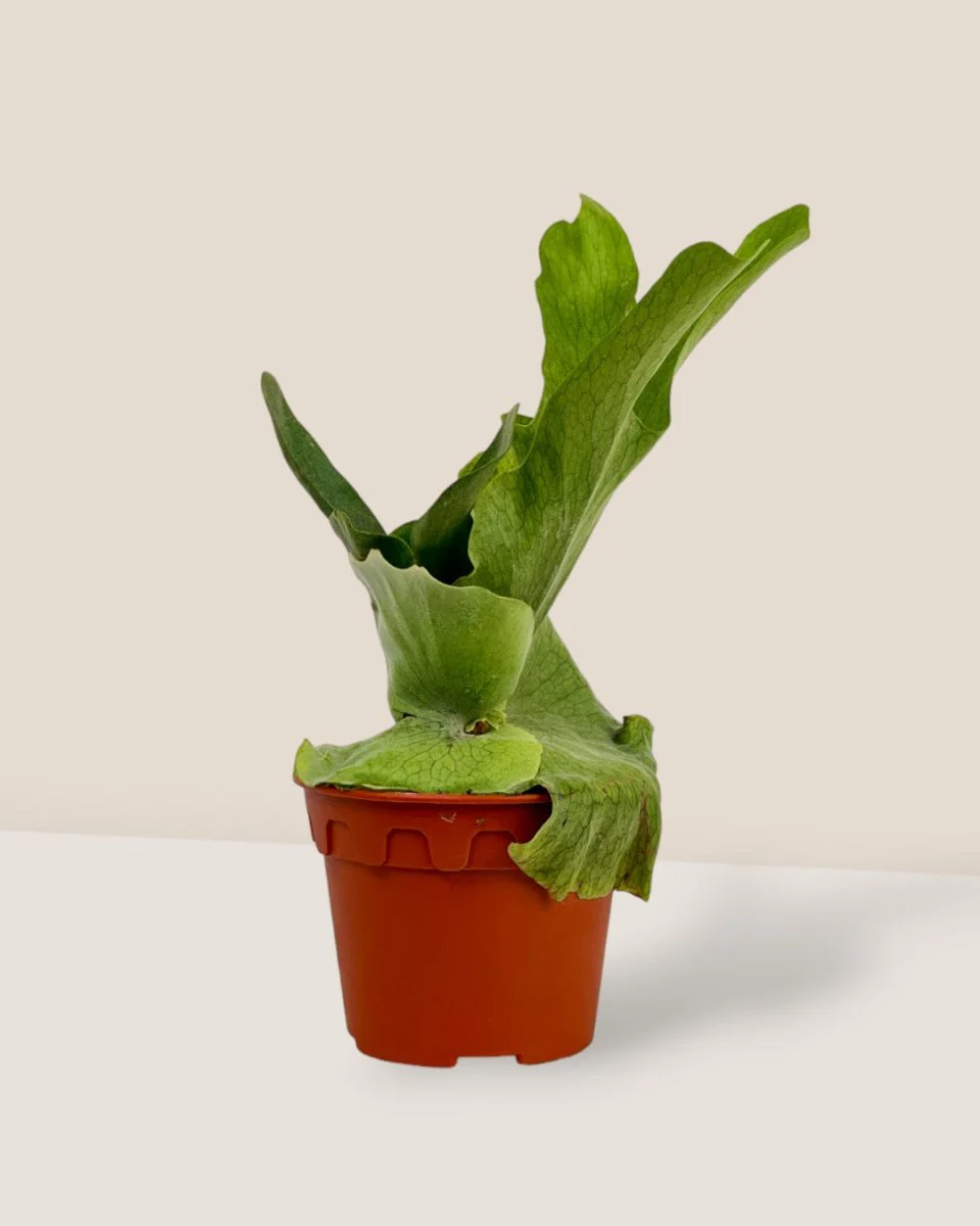 Platycerium Grande (Staghorn Fern) - Image 3