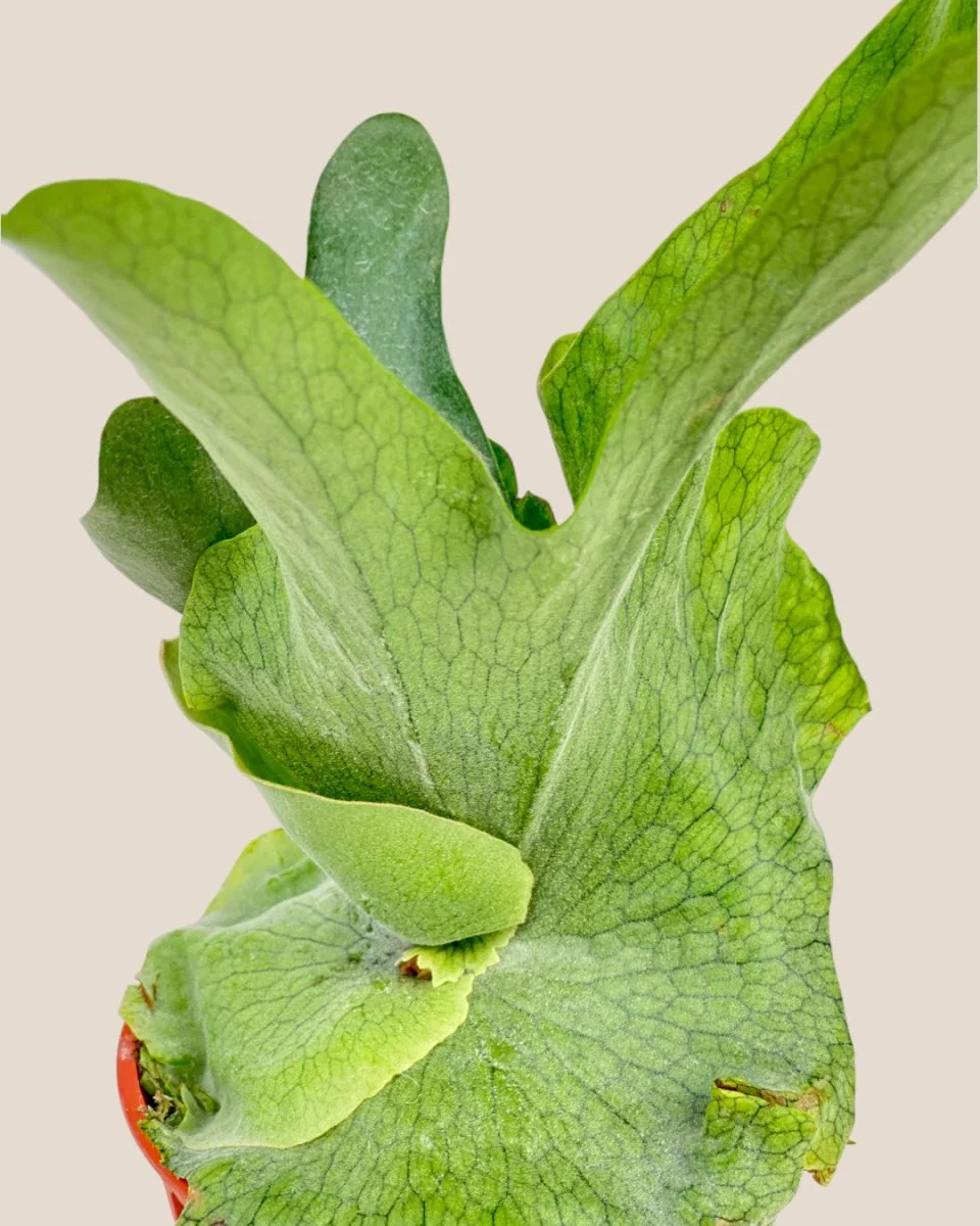 Platycerium Grande (Staghorn Fern) - Image 4