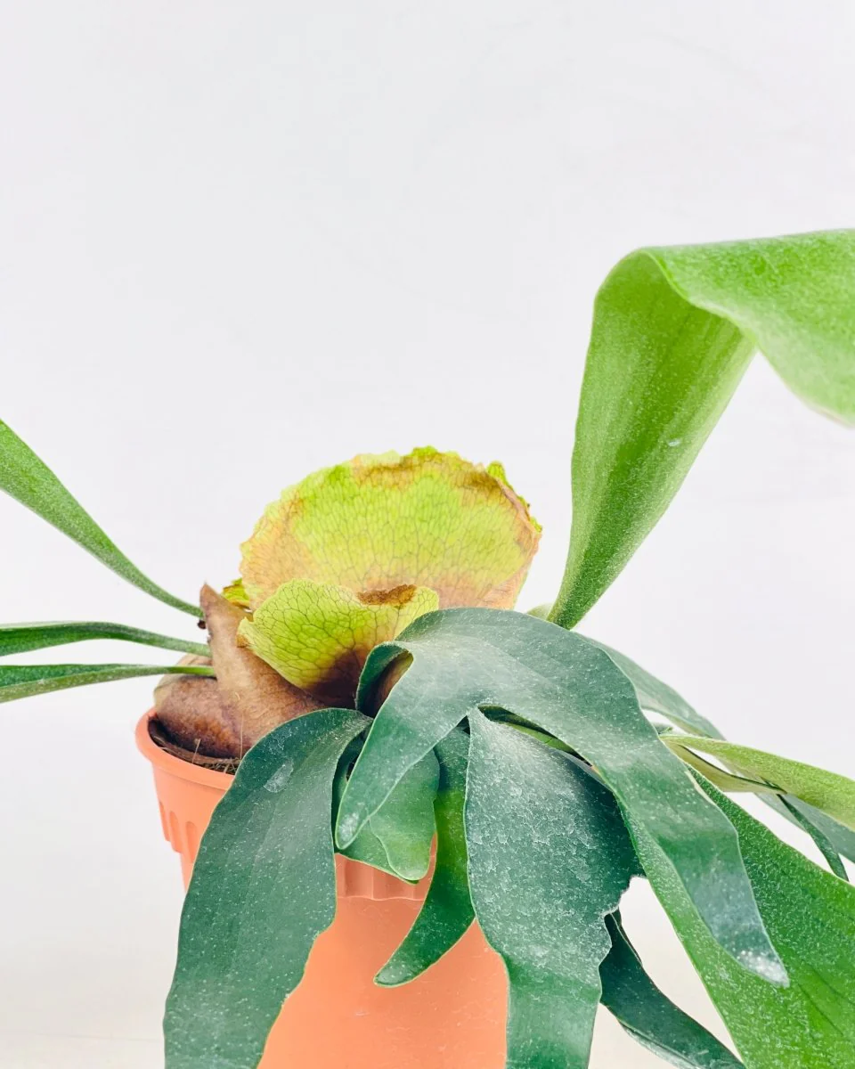 Platycerium Grande (Staghorn Fern) - Image 5