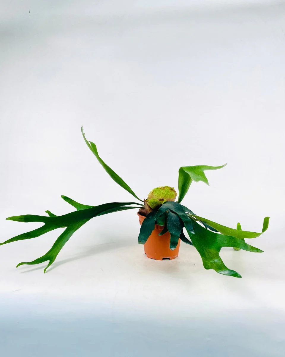 Platycerium Grande (Staghorn Fern) - Image 6