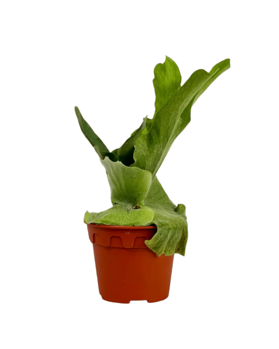 Platycerium Grande (Staghorn Fern) - Image 7