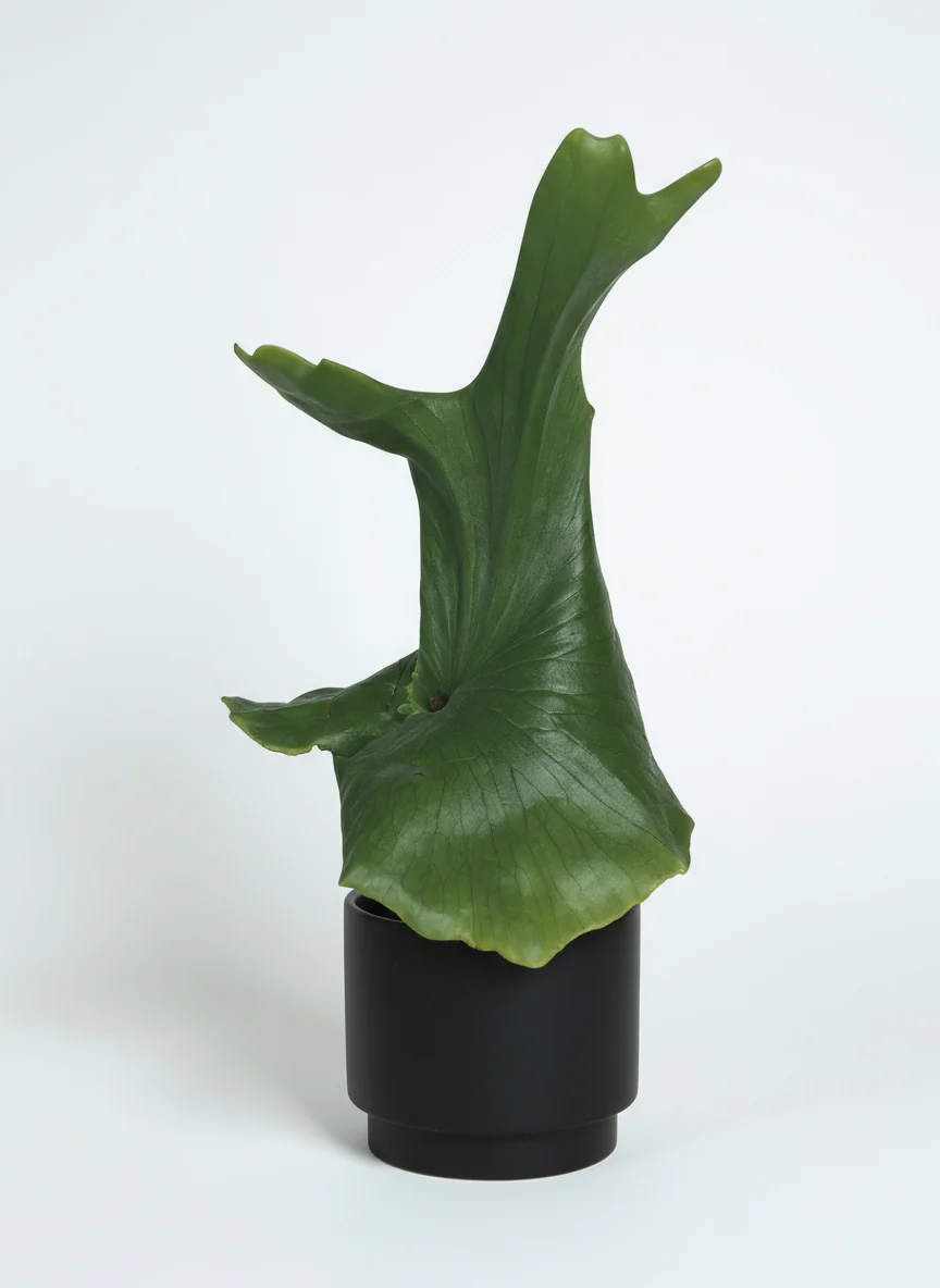 Platycerium wandae (Queen Staghorn Fern) - Image 7