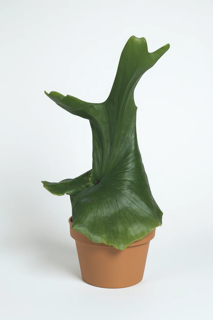 Platycerium wandae (Queen Staghorn Fern) - Image 8