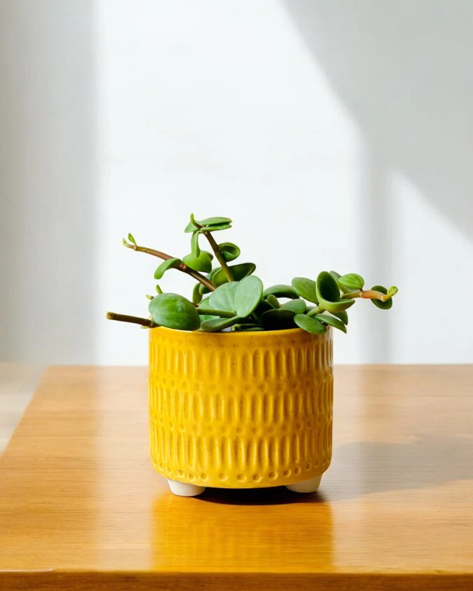Pocky Planter - Image 2