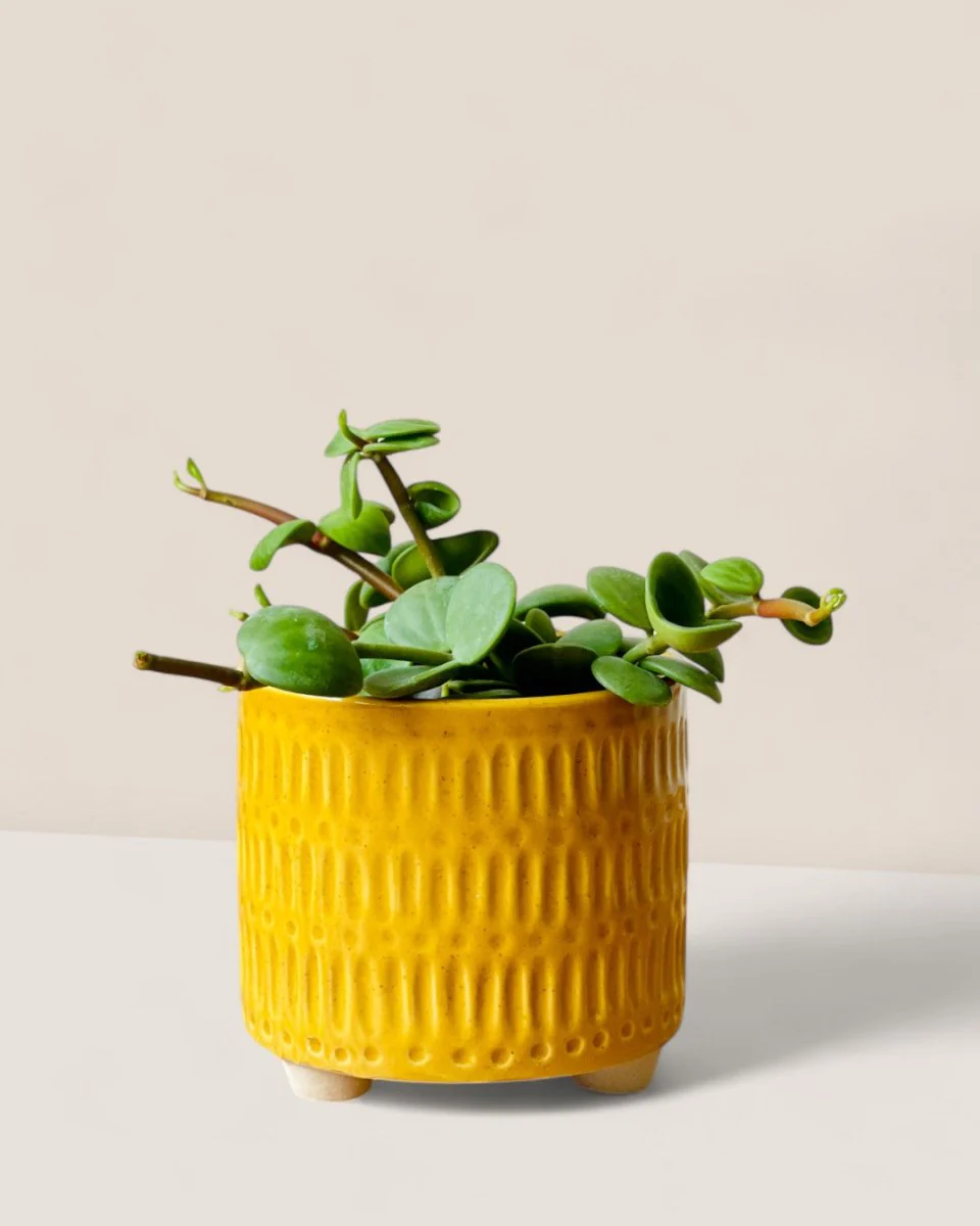 Pocky Planter - Image 4