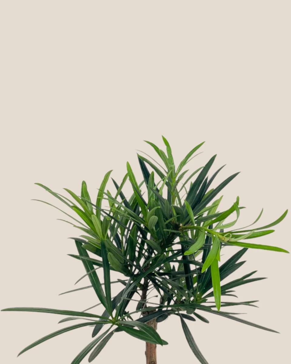 Podocarpus Macrophyllus - Image 10