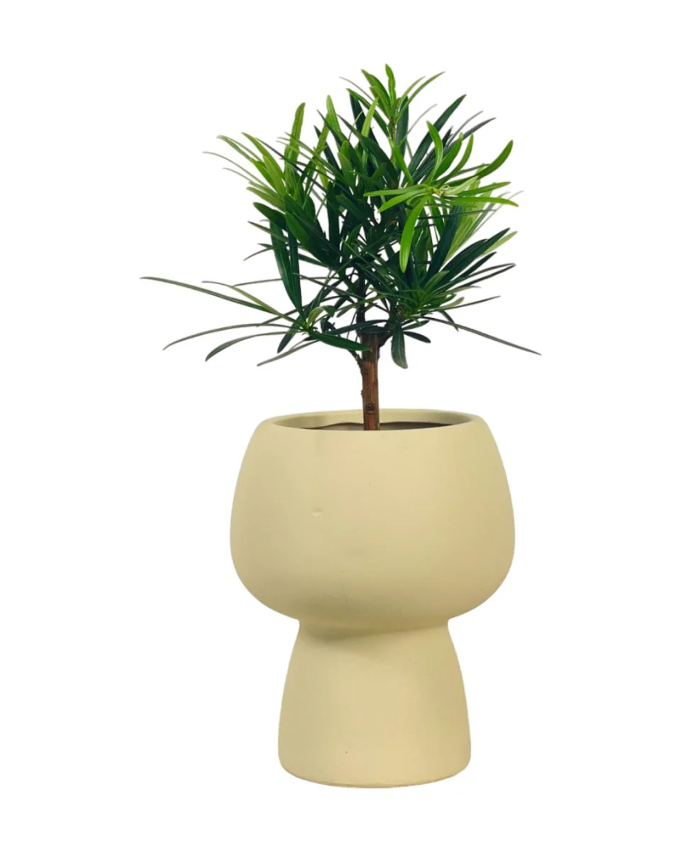 Podocarpus Macrophyllus - Image 11