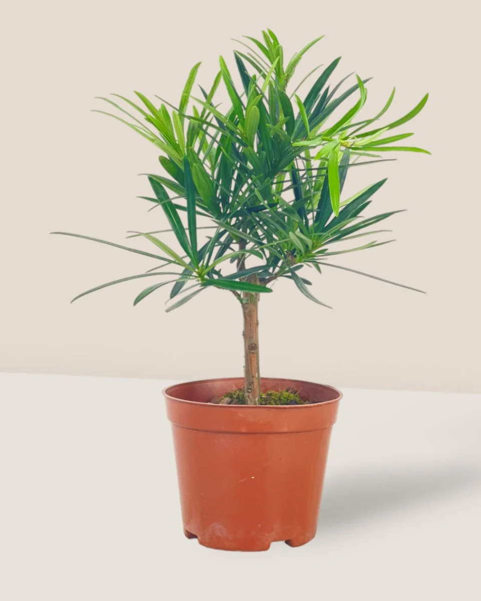 Podocarpus Macrophyllus - Image 12