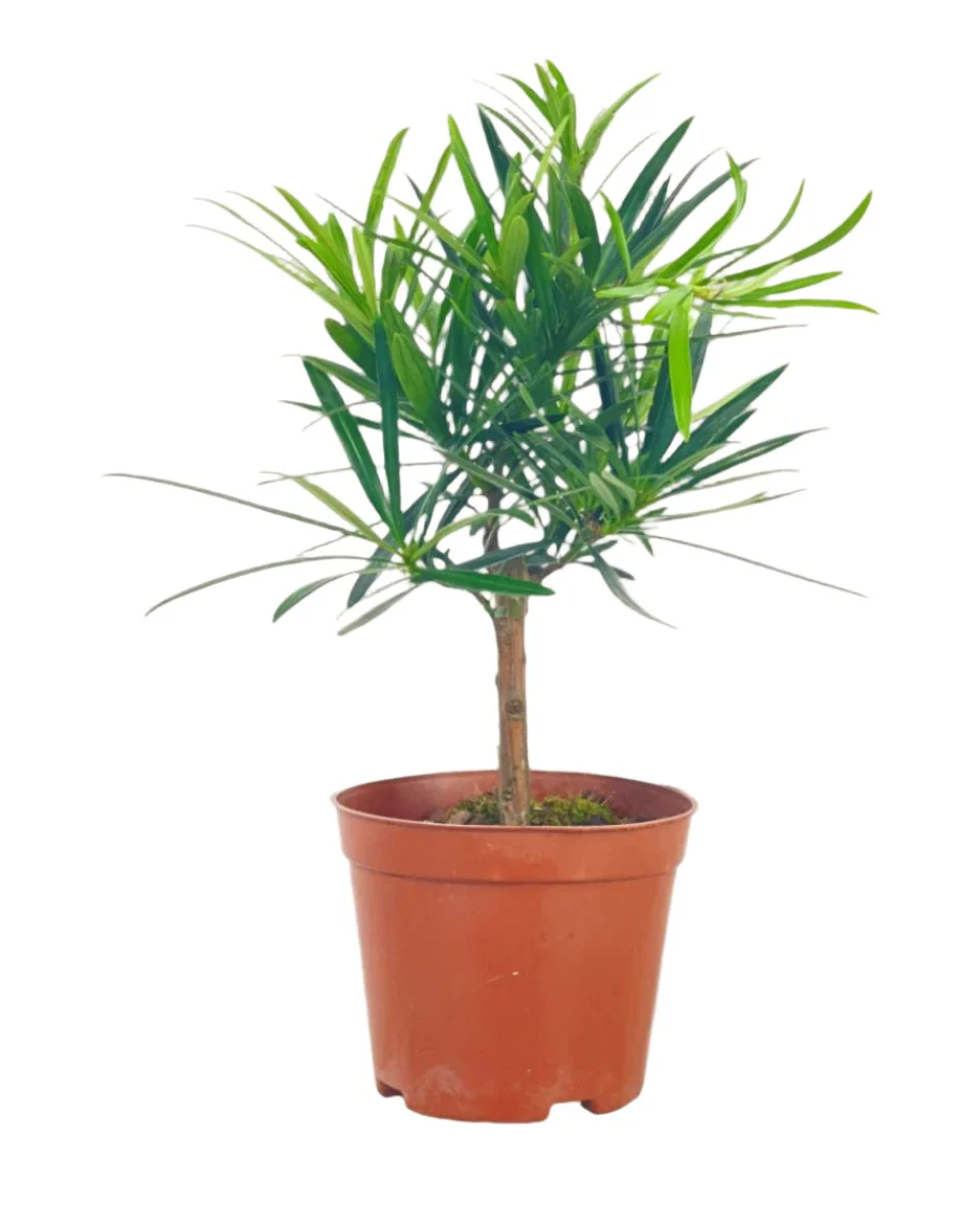 Podocarpus Macrophyllus - Image 13