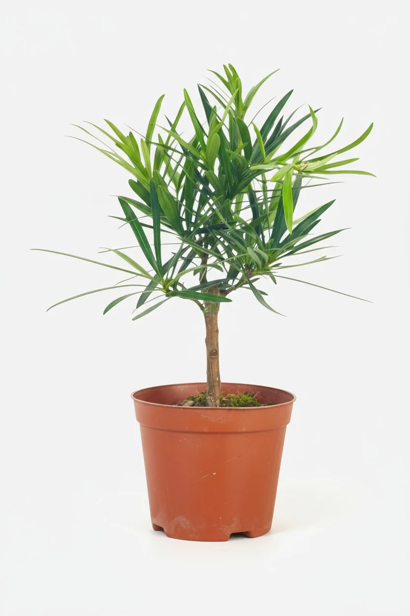Podocarpus Macrophyllus - Image 8