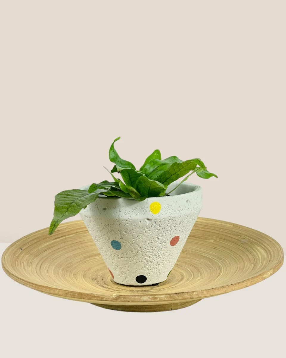 Polka Pots - Image 10