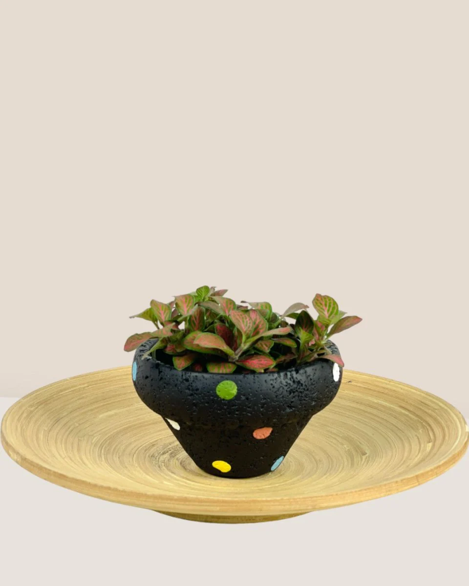 Polka Pots - Image 12