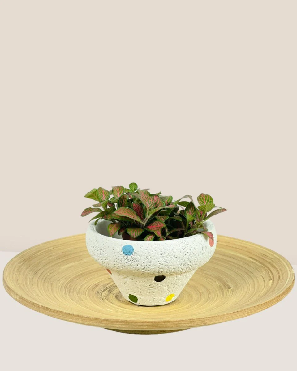 Polka Pots - Image 15