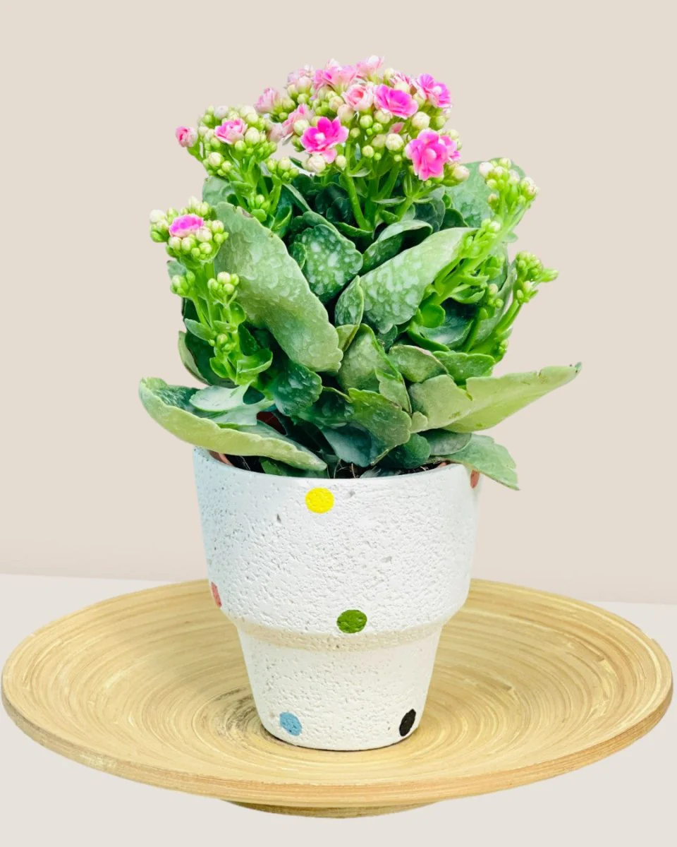 Polka Pots - Image 2